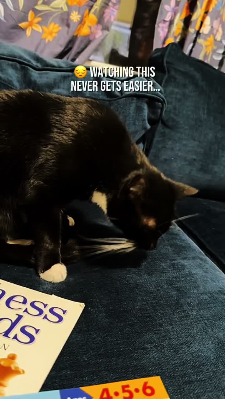 TikTok post by @mzblesschaos for Just Try Pet US. Caption reads: [...] digestion, teeth health & more. @Just Try....