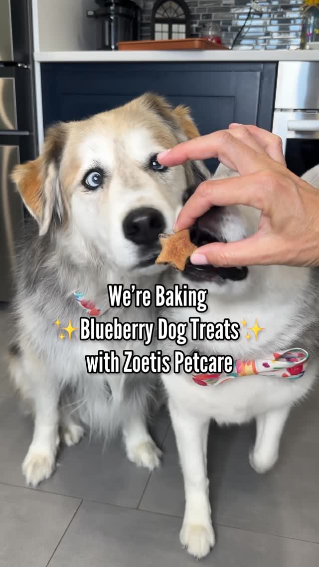 Instagram post by @halfhuskybros for Zoetis Petcare. Caption reads: Tails waggin’, crumbs flyin’. These blueberry dog....