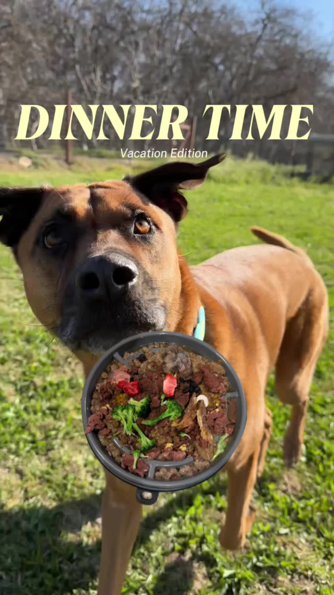 TikTok post by @thebentobabies for Vital Essentials. Caption reads: [...] @Open Farm Pet Redford Naturals @Vital....