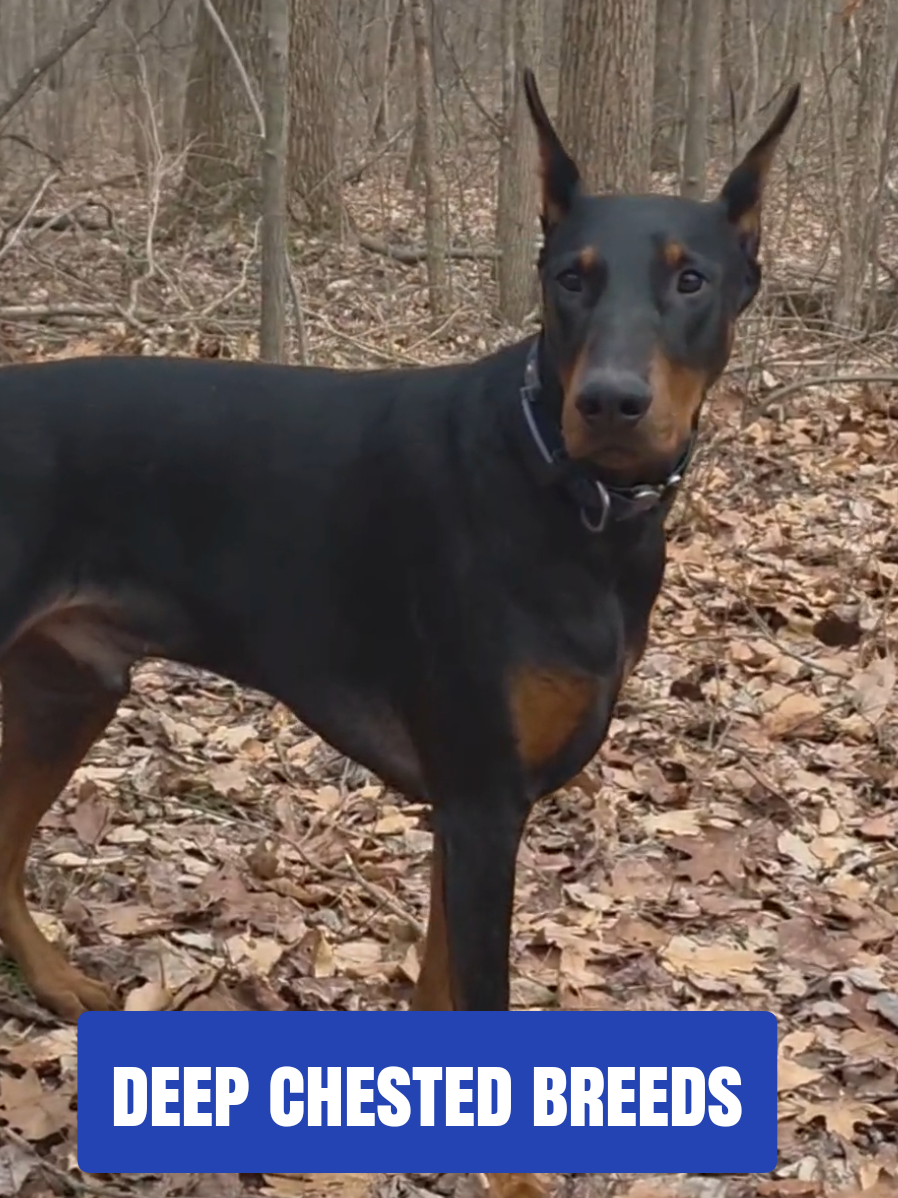 TikTok post by @dobergoats for King Lou. Caption reads: [...] Slow feeding and calm routines matter. @King....