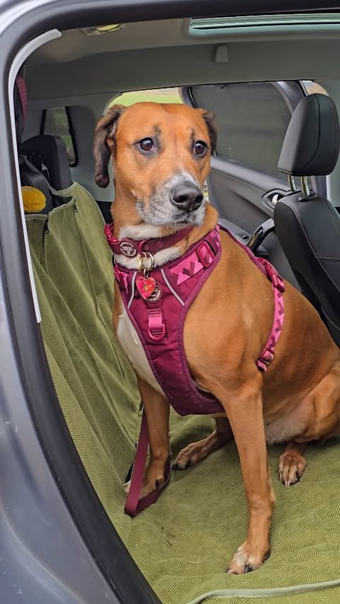 Instagram post by @amber_and_willow_the_dogs for FunnyFuzzy. Caption reads: [...] for 25% off the new collection 🫶🏻....