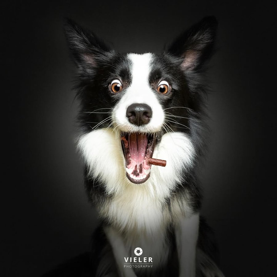 Instagram post by @vieler.photography for Josera Petfood. Caption reads: [...] events with my petfood partner....