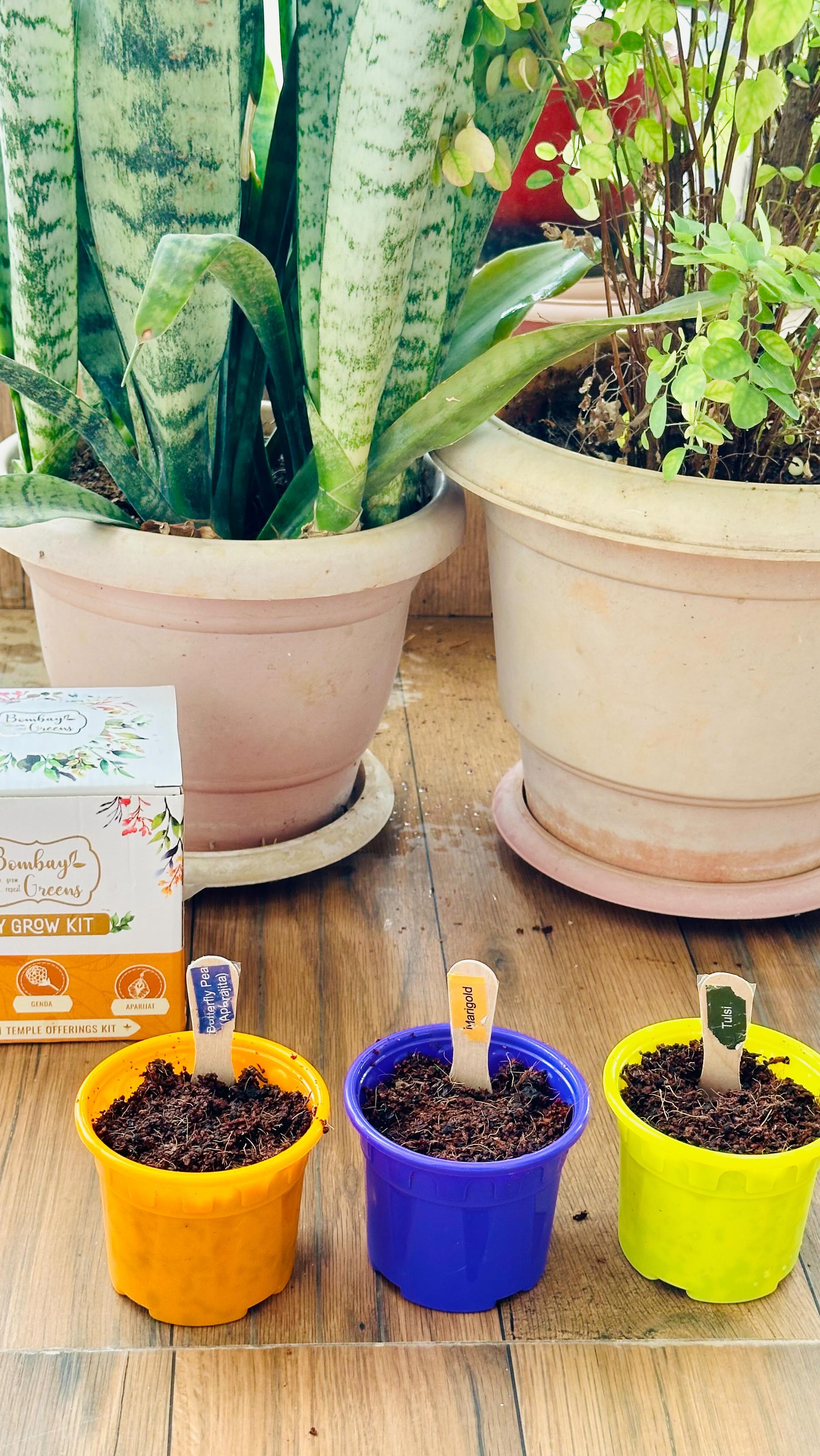 Instagram post by @homeontube for Philips News. Caption reads: @bombay.greens DIY grow kit ✨

Grow your own....