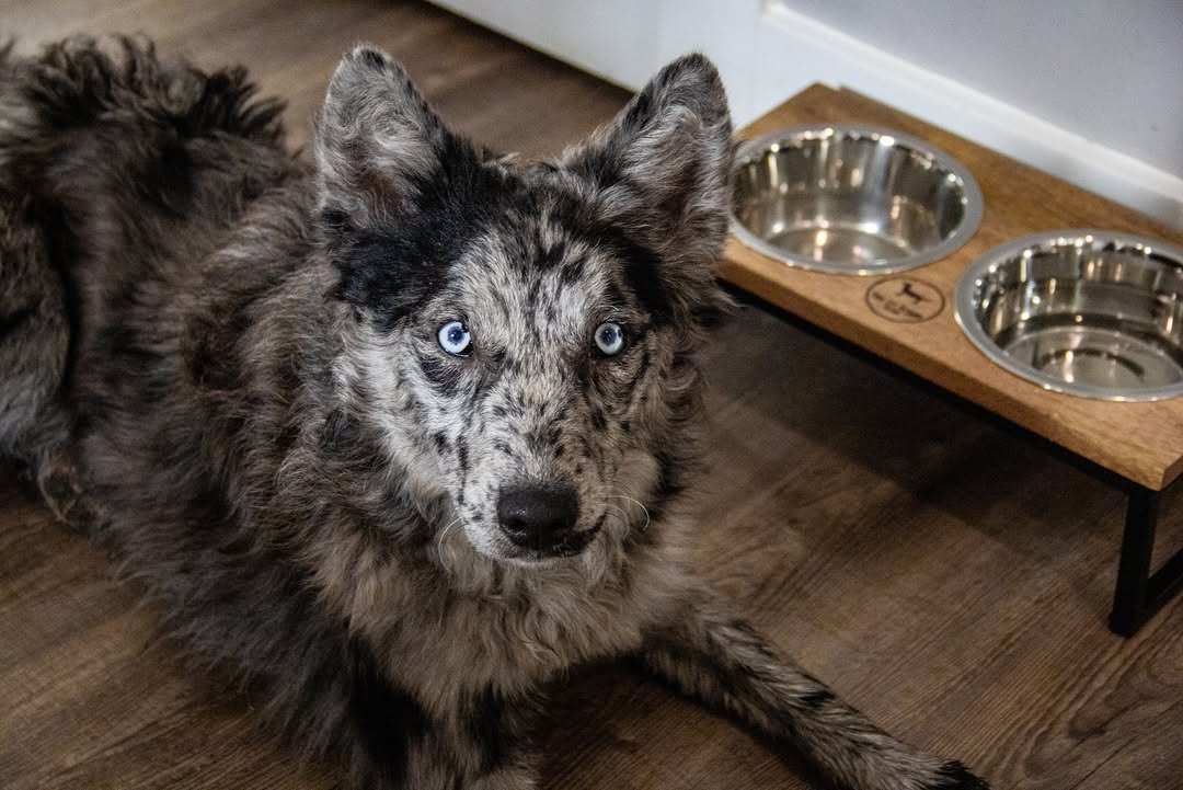 Instagram post by @workingshepherdcrew for Pupfluence. Caption reads: [...] review from @parklifedesigns through....