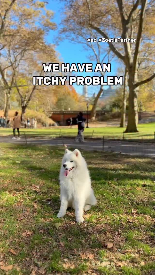 Instagram post by @littlebearlumi for Zoetis Petcare. Caption reads: #ad #zoetispartner Apoquel (oclacitinib tablet) is....