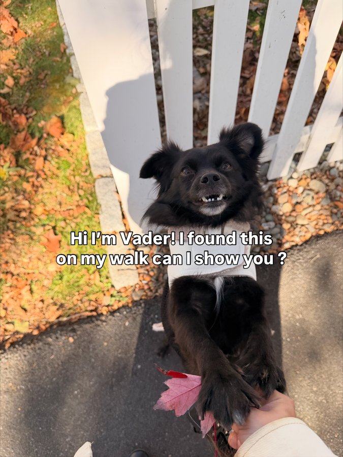 Instagram post by @vaderthebordercollie for Chewy. Caption reads: Sweet Vader boy dog wanted to take all of you on....