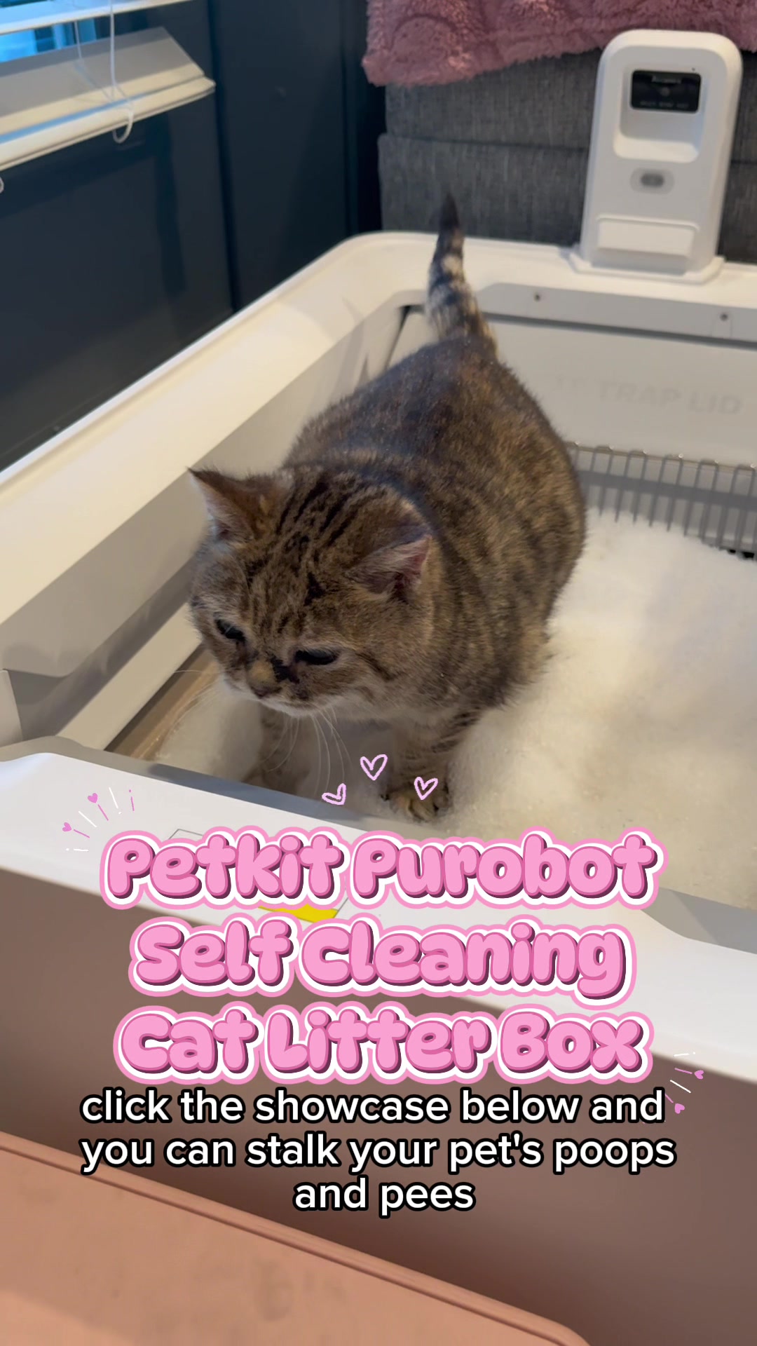 TikTok post by @melodyandjiggy for Petkit. Caption reads: [...] box for my little disabled girl 🥺 @PETKIT....