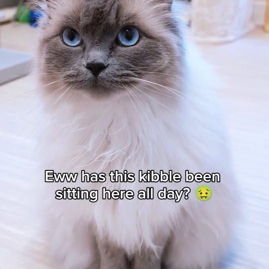 Instagram post by @theflooftales for Petlibro. Caption reads: No more stale leftover kibble! 😸🍗 *Ad

Use code....