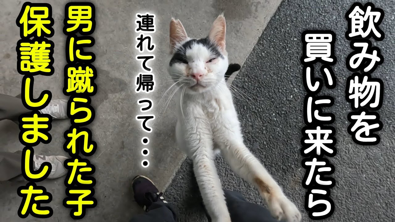 YouTube post by @nekodarake for Wix. Caption reads: [Rescue] A cat desperately clinging to the....