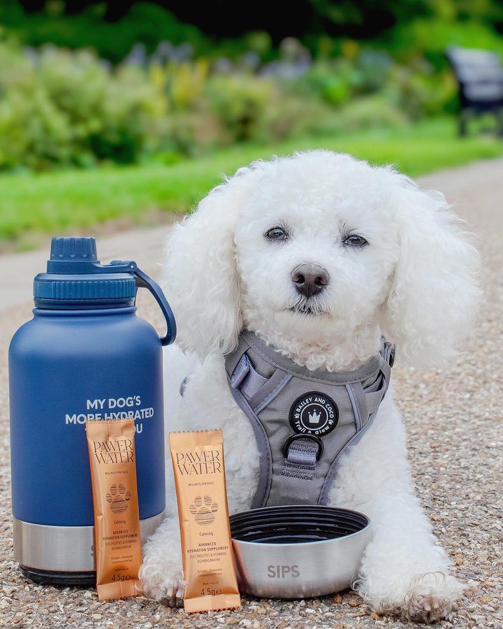 Instagram post by @lifeofapoochon for Pawer Water. Caption reads: [...] goodness in with some yummy sips of....