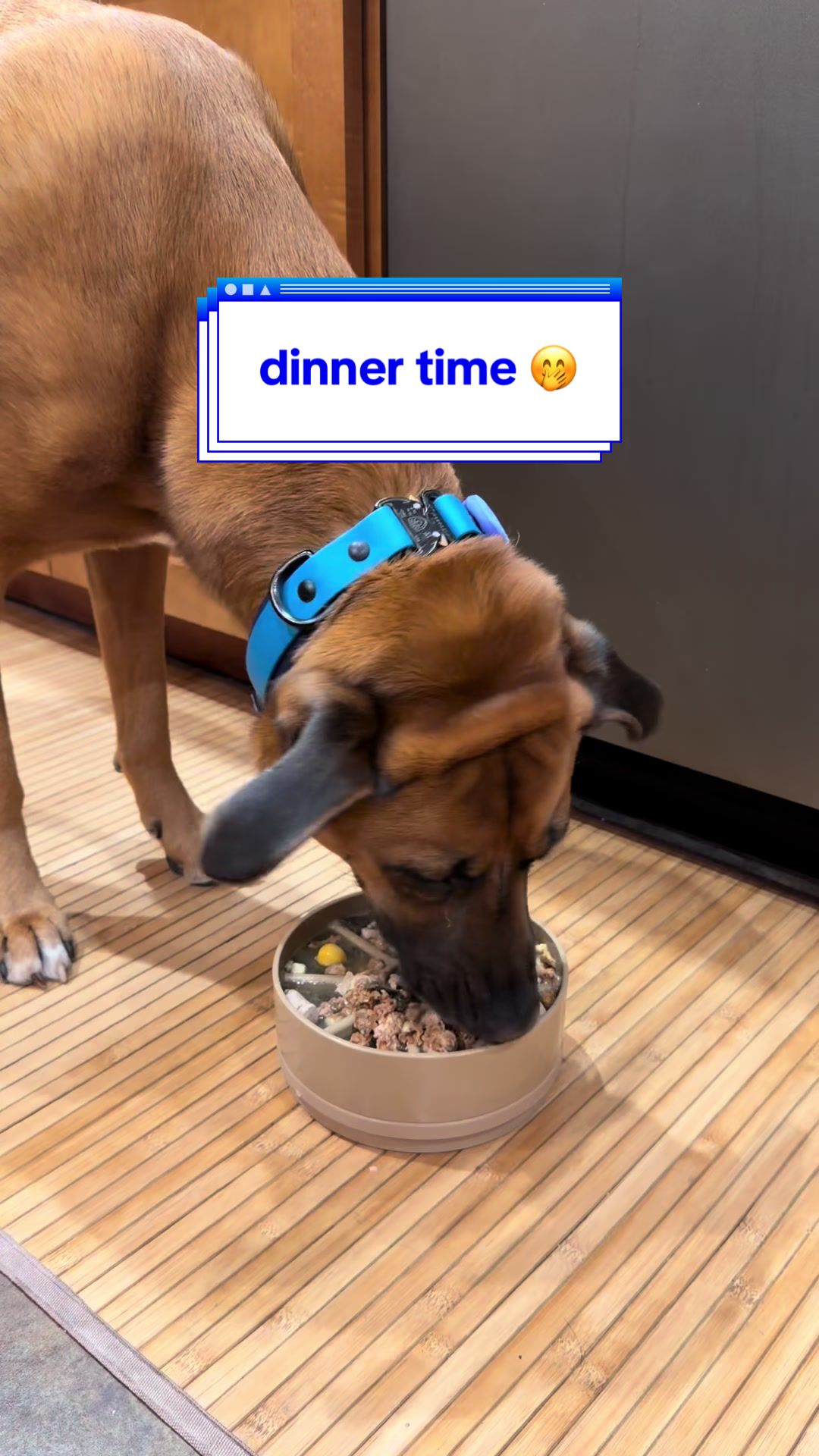 TikTok post by @thebentobabies for Bernie's Best. Caption reads: Nothing like spicing up a vacation dinner with....