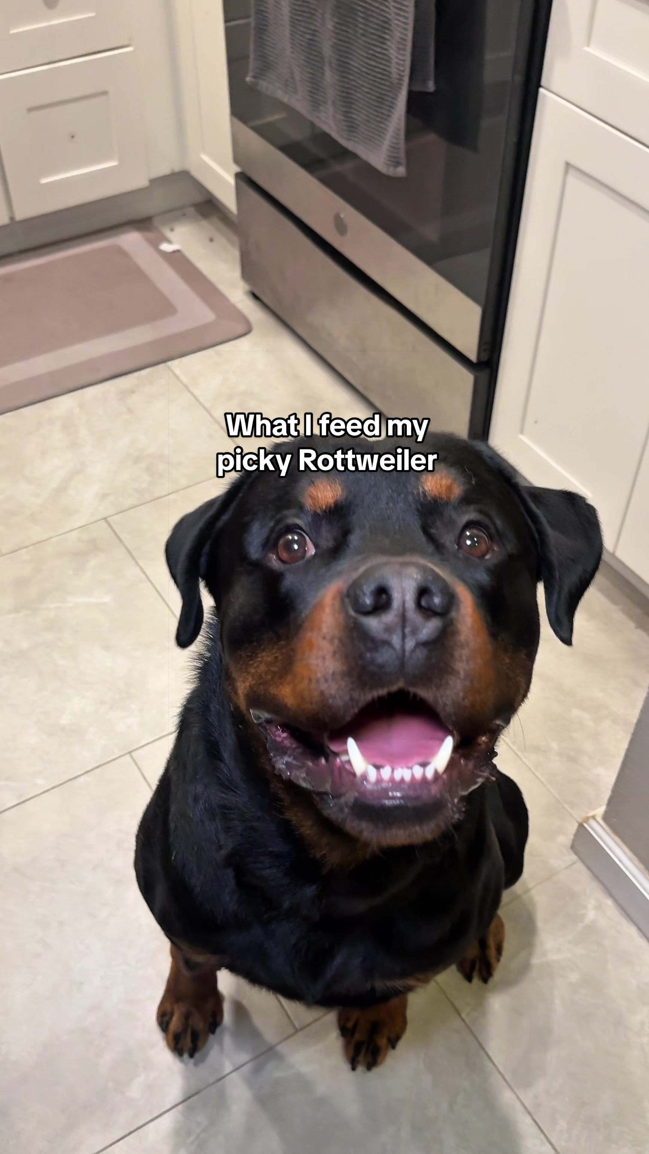 TikTok post by @ashandghost for Dog Is Human. Caption reads: [...] human-grade multi vitamins from @Dog is....
