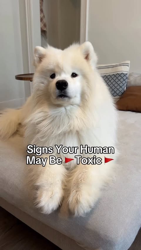 Instagram post by @biffthesamoyed for Earthborn Holistic Pet Food. Caption reads: Red flags all around with dog mom🚩 Don’t you dare....