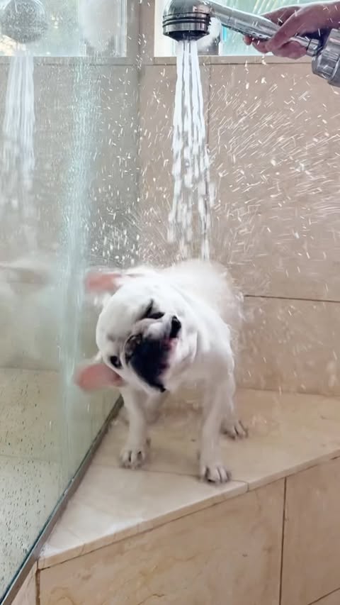 Instagram post by @mallowfrenchie for Mrs. Meyer's Clean Day. Caption reads: Squeaky clean 🫧💦 thanks to @mrsmeyerscleanday....