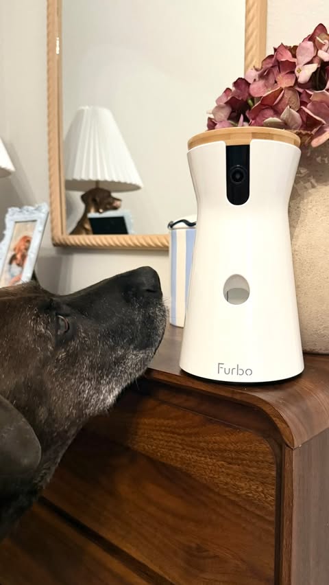 Instagram post by @bristexastails for Furbo. Caption reads: [...] about. Watching Jasper through the....