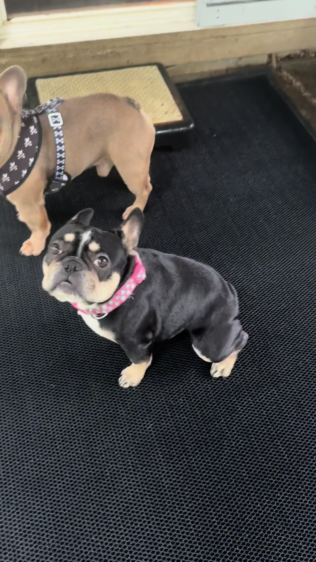 TikTok post by @frog_face_frenchies for Muddy Mat. Caption reads: Brooklyn is such a trouble maker. @Muddy Mat....