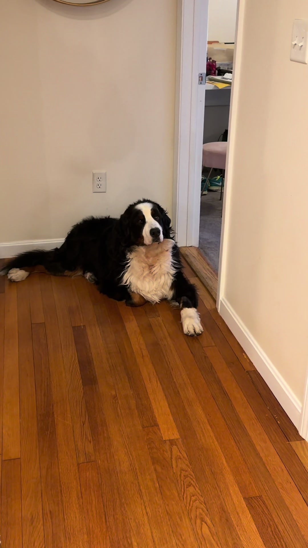 TikTok post by @waltandgusthebernese for Petcube. Caption reads: [...] babysitting for Walt thanks for the @Petcube....