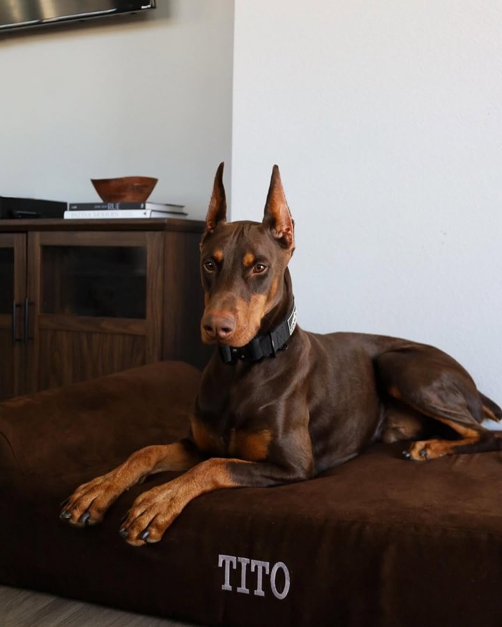 Instagram post by @tito.thedoberman for Big Barker. Caption reads: [...] world is his bed. We partnered with....