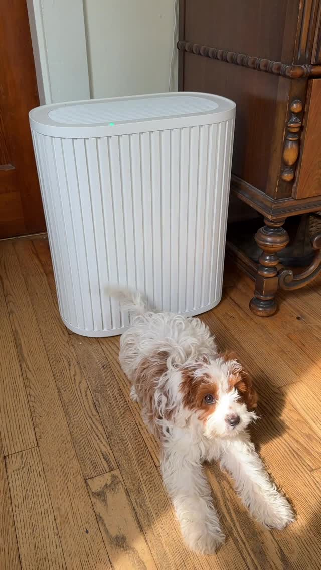 Instagram post by @gigi.mw for Windmill Air. Caption reads: obsessed with Lady and our new @windmillair air....