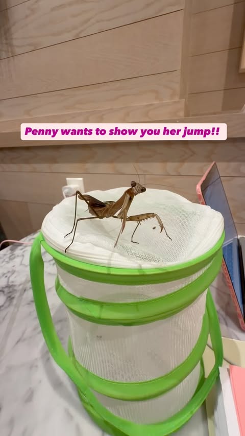 Instagram post by @bigbuggirl13 for El Pollo Loco. Caption reads: penny is so brave!!.