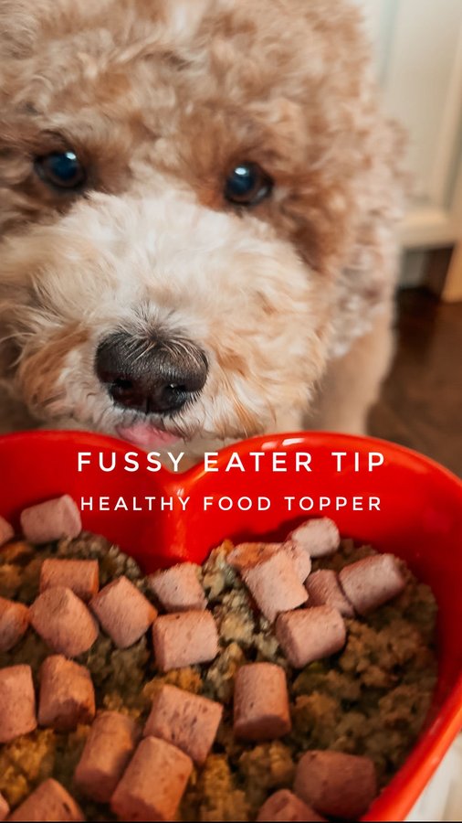 Instagram post by @ollielee.doodle for Instinct Pet Food. Caption reads: Mom here! Ollie is quite the fussy eater, and....