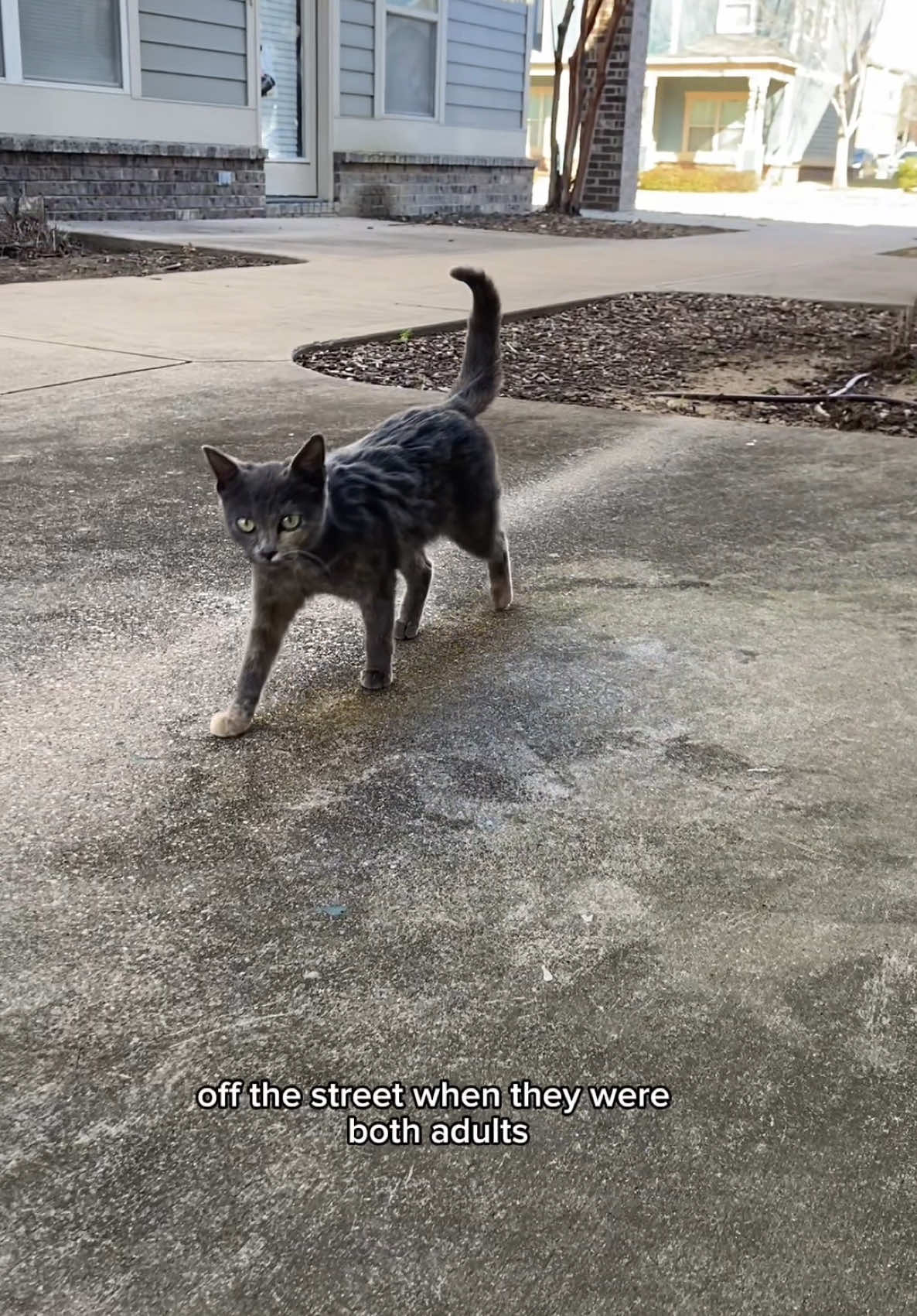 TikTok post by @peachandpumpky for Chewy. Caption reads: #ad @Chewy Pharmacy has helped my rescue cats....