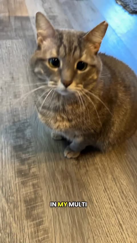 Instagram post by @crib_of_misfit_pets for Homerunpet. Caption reads: @homerunpet_global knows what this busy cat mom....