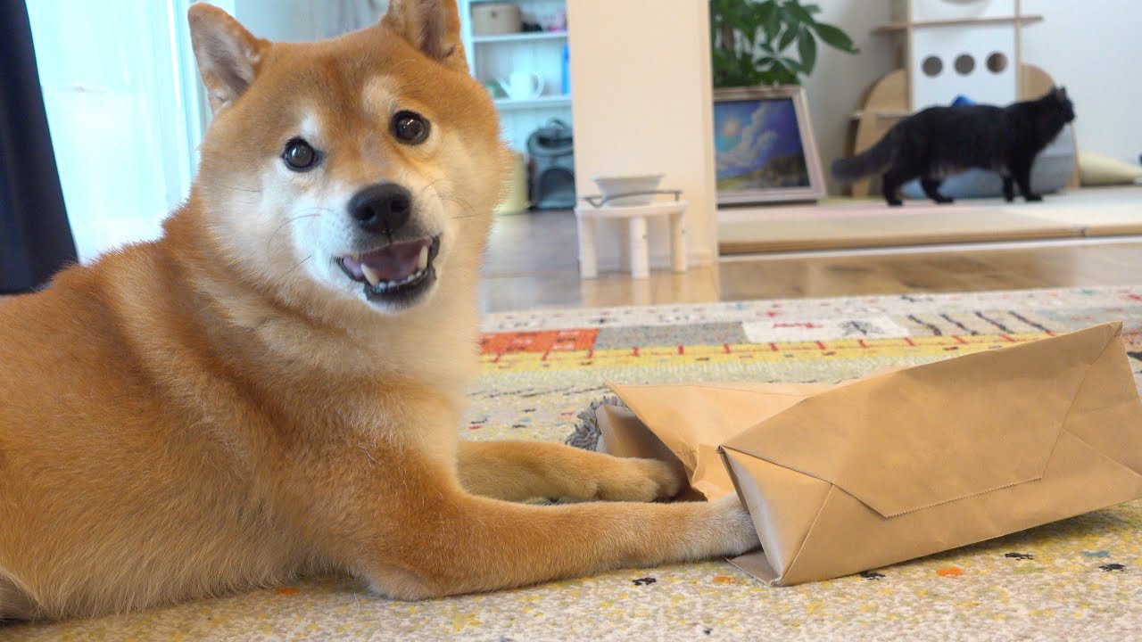 YouTube post by @yorimenohachikun. for Doggy Box. Caption reads: I was praising a cat next to a Shiba Inu and....