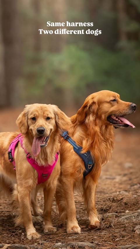 Instagram post by @poethegoldie for Rabbitgoo. Caption reads: [...] of it 😅 We love their harnesses by....