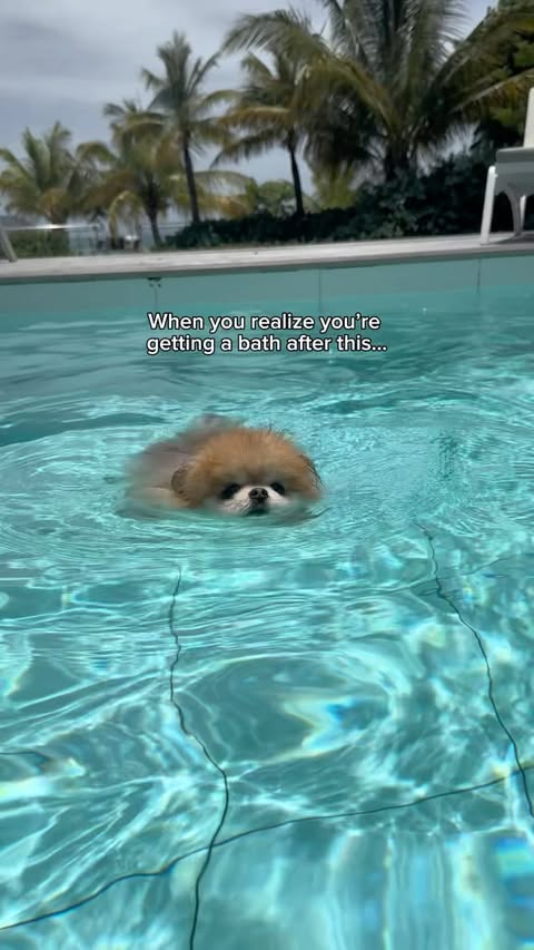 Instagram post by @plumethepom for Homerunpet. Caption reads: [...] • Link in BIO Ad • • • #dog #primeday....