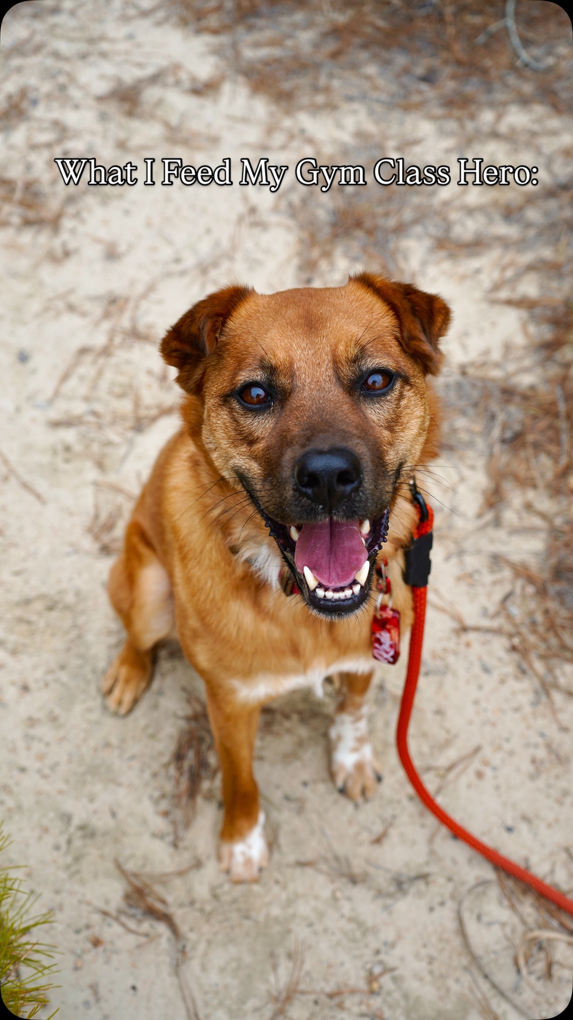 Instagram post by @our.eastcoast.tails for Viva Raw. Caption reads: [...] has been absolutely thriving on her....