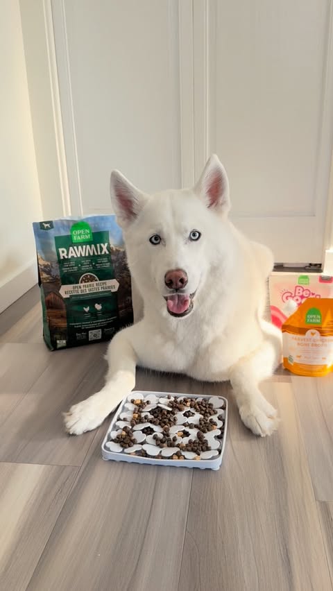 Instagram post by @ginkgo_husky for Open Farm Pet. Caption reads: [...] just a few treats! Everything is from....