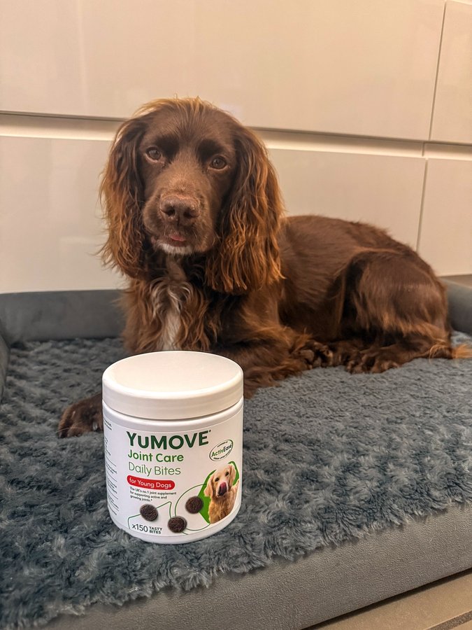 Instagram post by @herbie.werbie for YuMOVE. Caption reads: [...] Black Friday early access offer from....