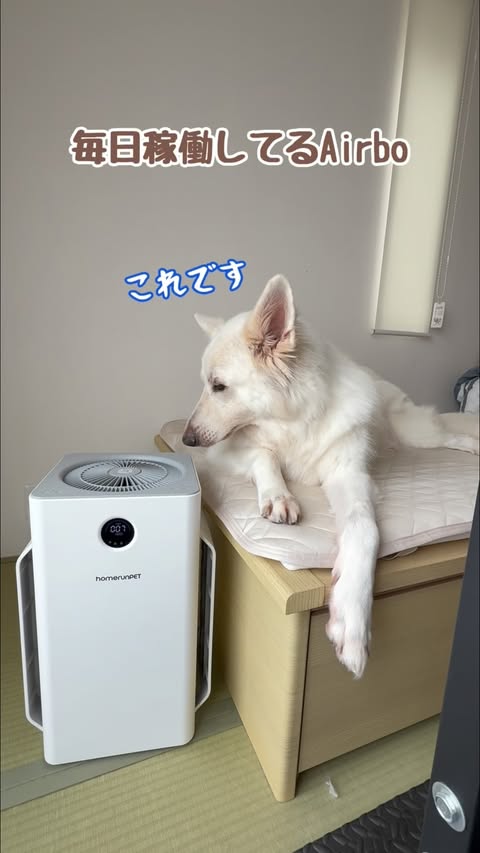 Instagram post by @leo_leo0327 for Homerunpet. Caption reads: PR｜homerunPET 空気清浄機 Airbo 🐾....