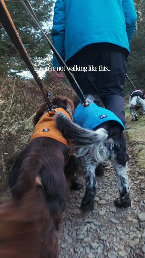 Instagram post by @spanielsbythesea for Kurgo. Caption reads: [...] Finn are strutting their stuff in their....