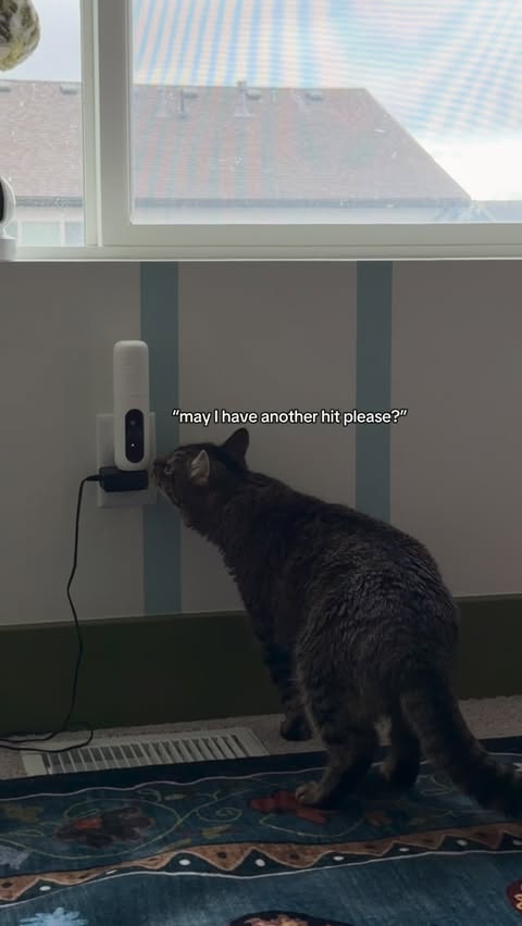 Instagram post by @rosieandtheshelterpups for Zesty Paws. Caption reads: [...] we know it Cat Calming Diffuser is by....