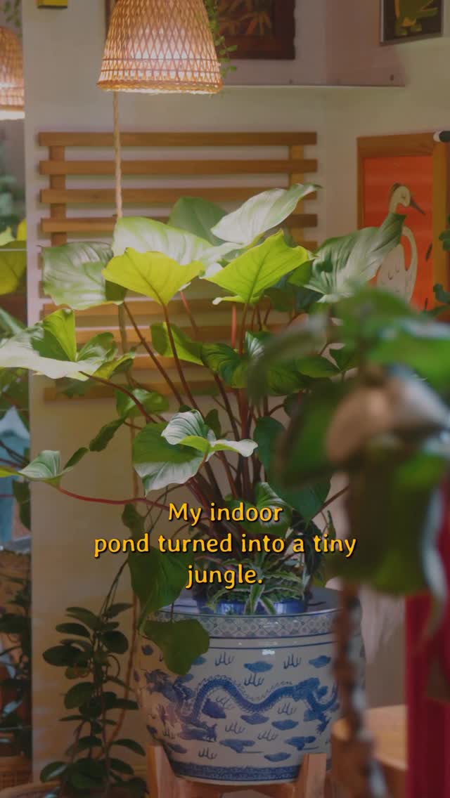 Instagram post by @hausofgruen for Hygger Aquarium. Caption reads: My indoor pond turned into a tiny jungle — plants....