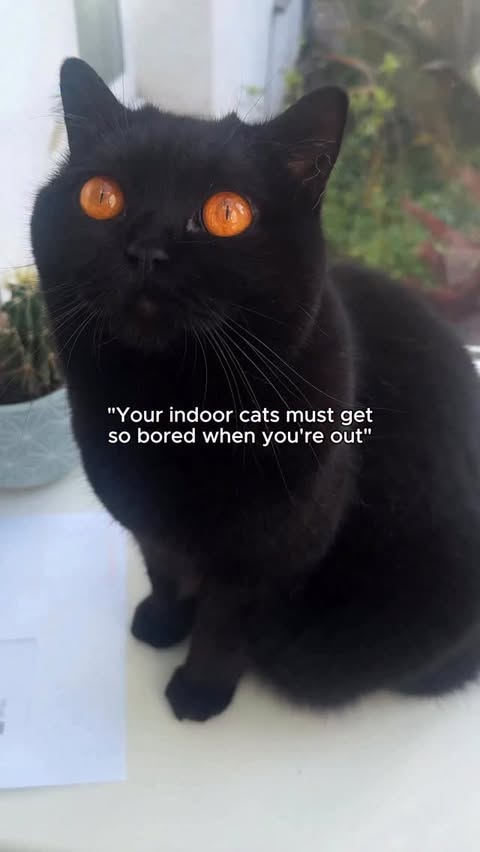 Instagram post by @clementine_meows for Petlibro. Caption reads: [...] sit around doing nothing all....