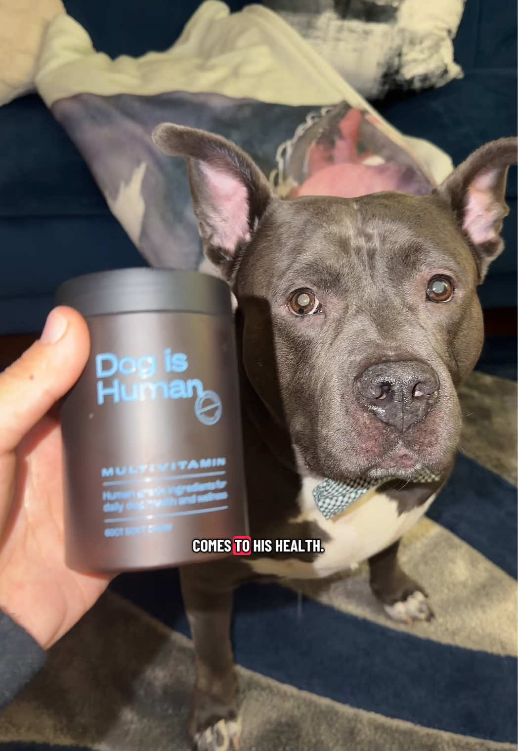 TikTok post by @_alpha_090 for Dog is Human. Caption reads: Dog is Human keeps Louie supported from the inside....