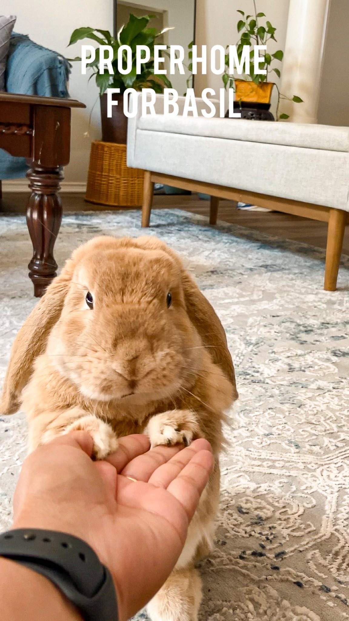 Instagram post by @basiltheminilop for Oxbow Animal Health. Caption reads: Share with a friend in honor of International....