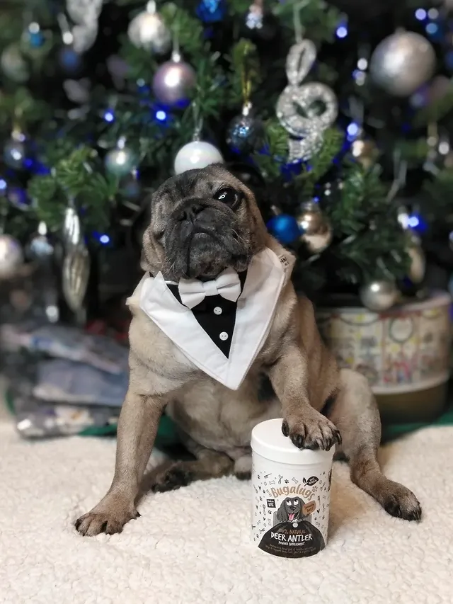 Instagram post by @lilrascalpug for Bugalugs Pet Care. Caption reads: [...] - Brand Rep] 🤍 . 🤍 Antler Powder....