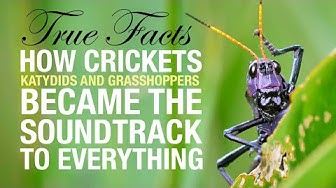 YouTube post by @zefrank for Brilliant.org. Caption reads: True Facts: How Crickets Became the Soundtrack to....