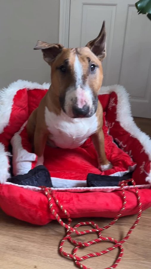 Instagram post by @barkley.ebt for FunnyFuzzy. Caption reads: [...] wondering what was in that big yellow....