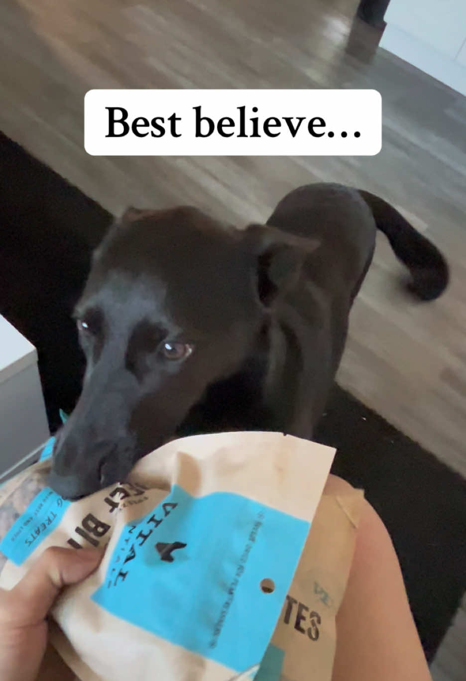 TikTok post by @bluek9s for Vital Essentials. Caption reads: and she deserves nothing less 🩵🐾 @Vital....