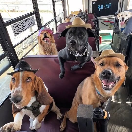 Instagram post by @ruffandpuffyyc for Skout's Honor. Caption reads: [...] it all on this bus.

Huge shoutout to....