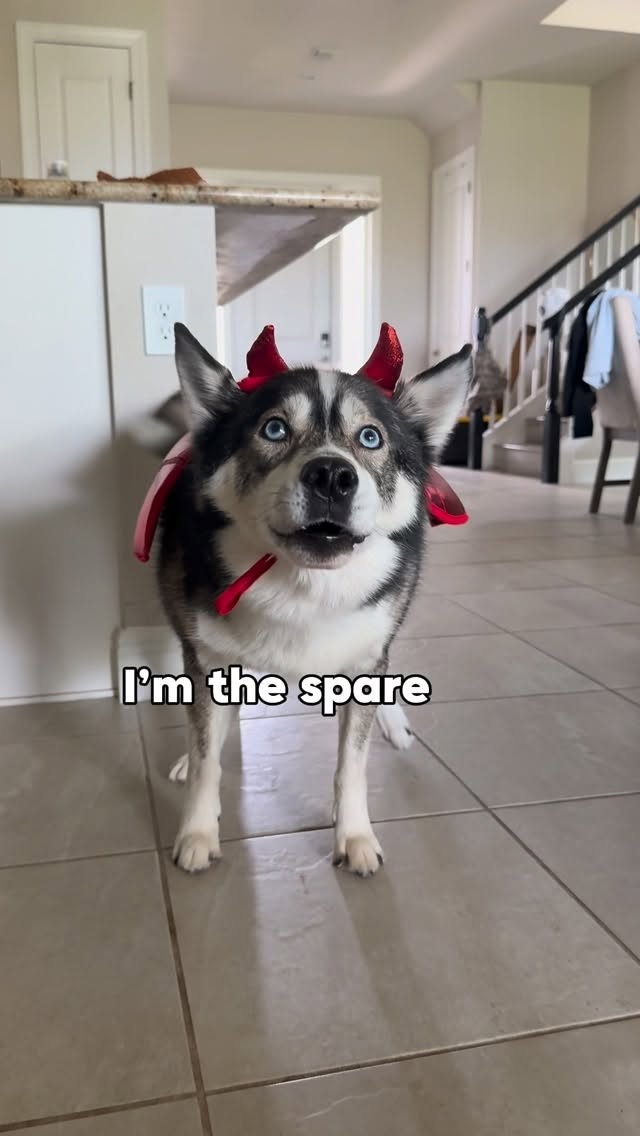 Instagram post by @imbluethesiberian for Shipt. Caption reads: #ShiptPartner Four pups. Three costumes. One tough....