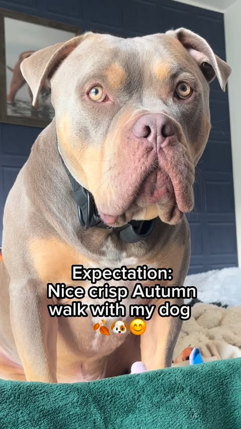 Instagram post by @justgunnerstunner for BullyBillows. Caption reads: Expectations vs reality 🙄🫢
But the @bullybillows....