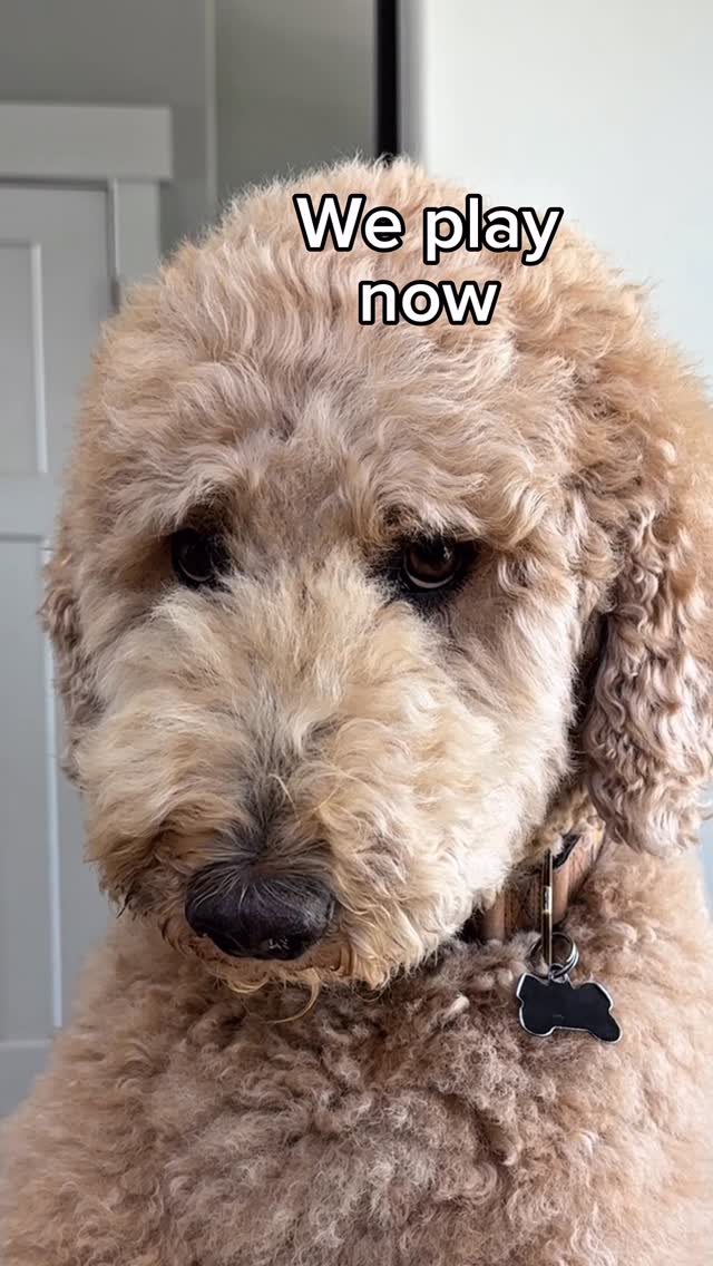 Instagram post by @girlandadoodle for Chewy. Caption reads: Oliver runs a tight schedule.. 

Luckily our....
