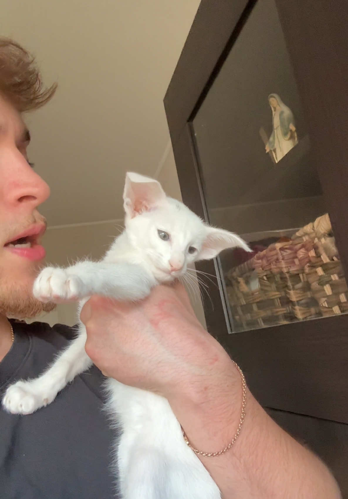 TikTok post by @daniel.labbi for Petlibro. Caption reads: Versprochen eure Katzen werden es lieben. Benutzt....