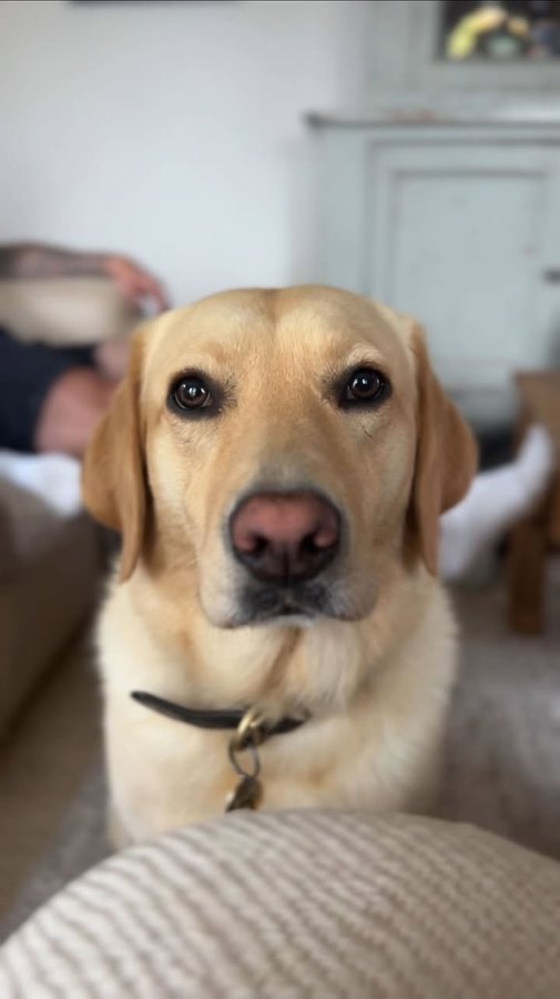 Instagram post by @drjgreenwood for Forthglade. Caption reads: D’yerknowwhat - I’ve decided it’s totally fine,....